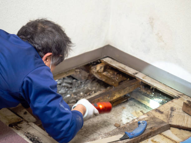 Best White Mold Remediation in Hubbard, OR