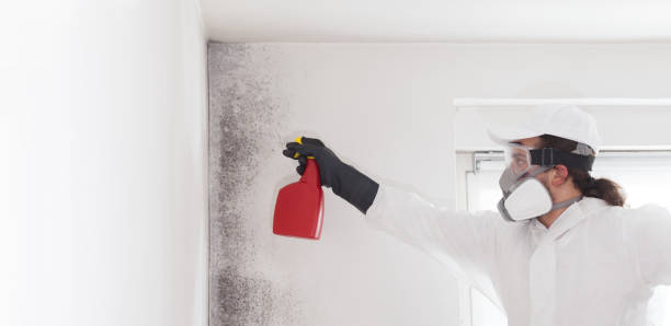 Best Emergency Mold Remediation in Hubbard, OR