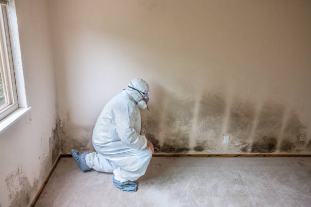 Best Black Mold Remediation in Hubbard, OR